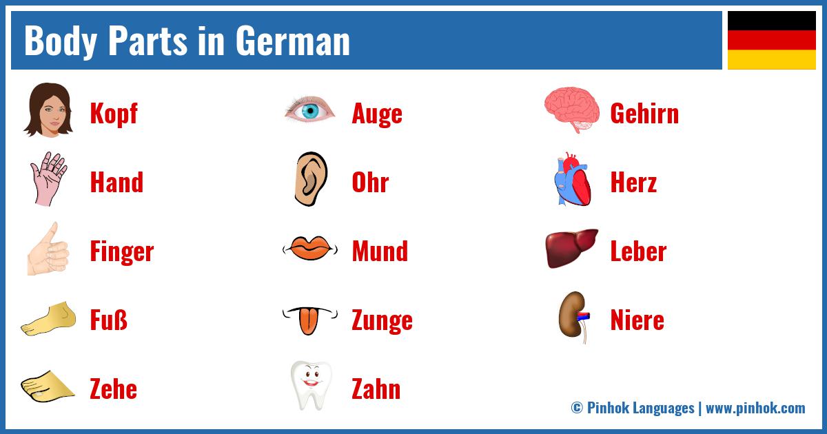 Body Parts in German