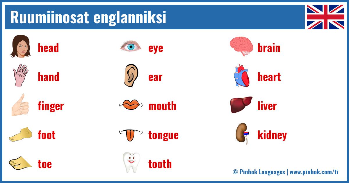 Ruumiinosat englanniksi