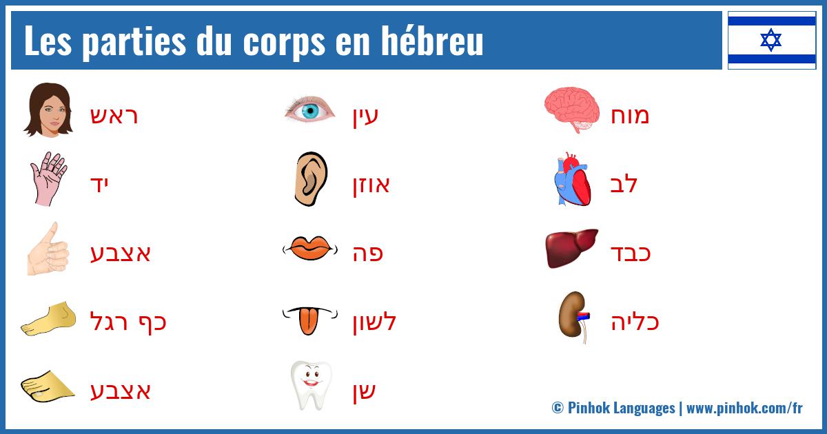 Les parties du corps en hébreu