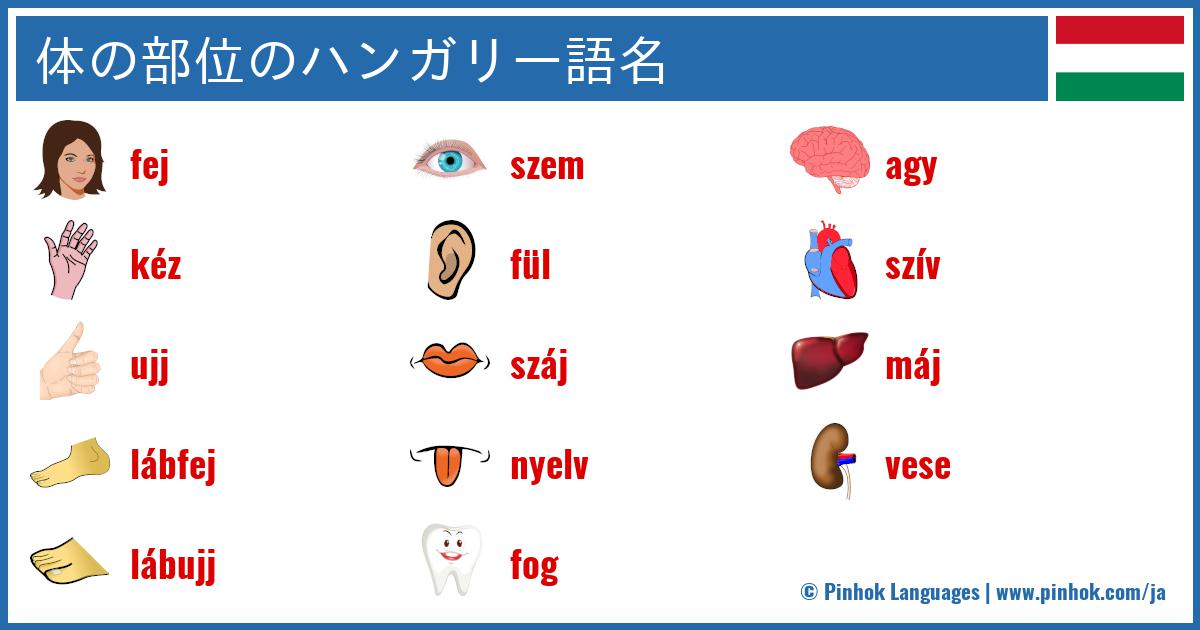 体の部位のハンガリー語名