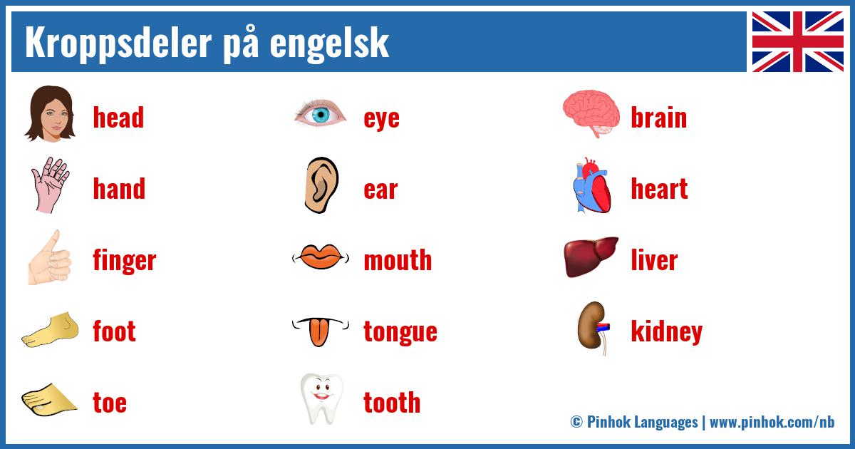 Kroppsdeler på engelsk